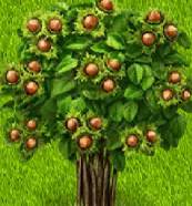 ЯдерныйОрешник